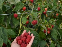 плодовые кустарники выращивание камчатская ягода
